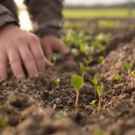 Betteraves : 80 % des surfaces sont semées au 24 mars 2026, voici où en est la campagne