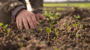 Betteraves : 80 % des surfaces sont semées au 24 mars 2026, voici où en est la campagne