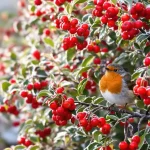 Cet arbuste à planter au printemps nourrit les oiseaux tout l’hiver, si vous évitez cette erreur de taille