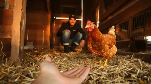 Comment apprivoiser une poule : 5 astuces simples pour gagner sa confiance rapidement