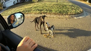 En voyant une chienne et ses 2 chiots au bord de la route, cette automobiliste fait aussitôt demi-tour