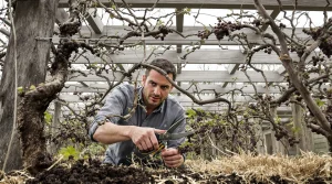Fin mars, taillez ce fruitier grimpant : l’étape que 80 % des jardiniers zappent et ruine la récolte