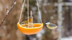 « Je l’ai posée hier, ils sont venus ce matin » : ma mangeoire maison à faire en 5 minutes attire les oiseaux