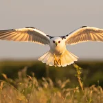 L’élanion blanc, ce rapace venu du sud dont l’essor spectaculaire redessine la carte des oiseaux