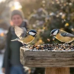 Ni à l’aube ni en fin de matinée : leur passage au jardin est le plus fréquent entre ces deux heures
