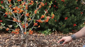 Plantée en mars, cette plante attire des tas d’oiseaux dans votre jardin, voici pourquoi