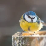 Quelle est l’espérance de vie d’une mésange ? Voici combien de temps elle vit vraiment