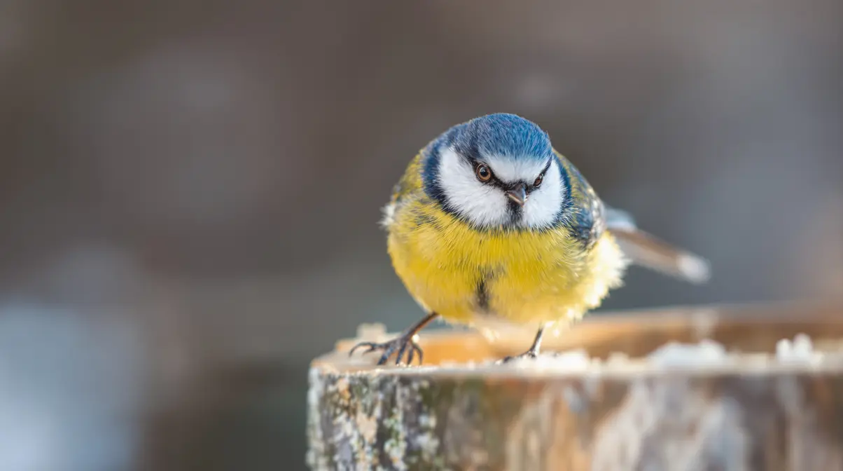 Quelle est l’espérance de vie d’une mésange ? Voici combien de temps elle vit vraiment Quelle est l’espérance de vie d’une mésange ? Voici combien de temps elle vit vraiment