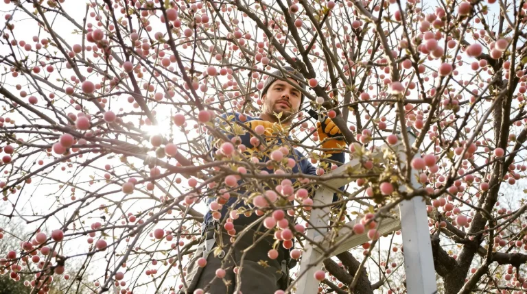 Sans ce geste sur le cerisier, inutile d’espérer des cerises cet été : les anciens le savaient