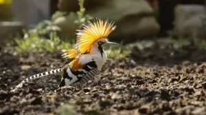 Si une huppe fasciée se pose dans votre jardin, voici ce que cela révèle sur votre sol et l’avenir